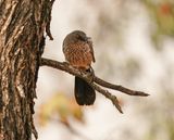 Pylvlekkatlagter / Arrow-marked Babbler