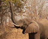 Savanne-olifant / African Elephant