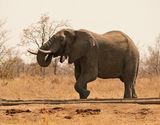 Savanne-olifant / African Elephant