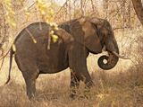 Savanne-olifant / African Elephant