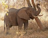Savanne-olifant / African Elephant