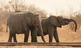 Savanne-olifant / African Elephant