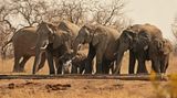 Savanne-olifant / African Elephant