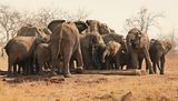Savanne-olifant / African Elephant