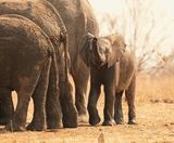Savanne-olifant / African Elephant
