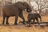 Savanne-olifant / African Elephant