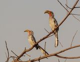 Geelbekneushoringvoël / Southern Yellow-billed Hornbill