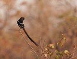 Langstertlaksman / Magpie Shrike