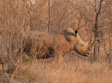 Witrenoster / White Rhino