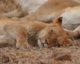 Leeu / Lion