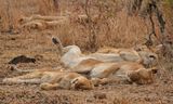 Leeu / Lion