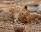Leeu / Lion