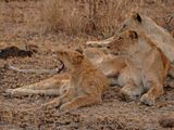 Leeu / Lion