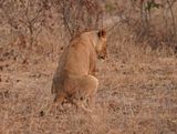 Leeu / Lion