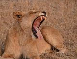 Leeu / Lion