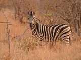 Sebra / Common Zebra