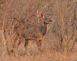 Koedoe / Greater Kudu
