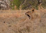 Leeu / Lion