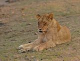 Leeu / Lion