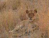 Leeu / Lion