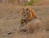 Leeu / Lion