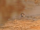 Driebandstrandkiewiet / Thee-banded Plover