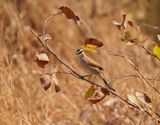 Swartkroontjagra / Black-crowned Tchagra