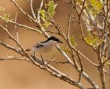 Sneeubal / Black-backed Puffback
