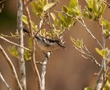 Sneeubal / Black-backed Puffback