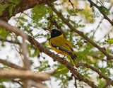 Swartkopwielewaal / Black-headed Oriole