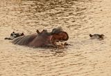 Seekoei / Hippo