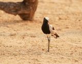 Bontkiewiet / Blacksmith Lapwing