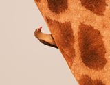Rooibekrenostervoël / Red-billed Oxpecker