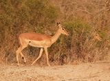 Rooibok / Impala