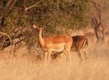 Rooibok / Impala