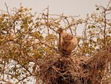 Witrugaasvoël / White-backed Vulture