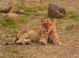 Leeu / Lion