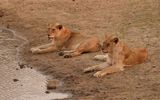Leeu / Lion