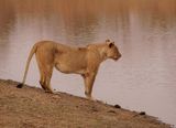 Leeu / Lion