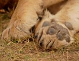 Leeu / Lion