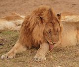 Leeu / Lion