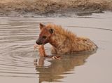 Gevlekte Hiëna / Spotted Hyena