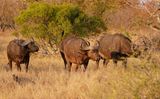 Buffel / African Buffalo