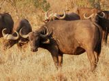 Buffel / African Buffalo