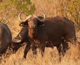 Buffel / African Buffalo