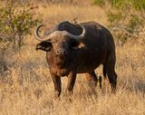 Buffel / African Buffalo