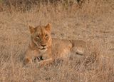 Leeu / Lion