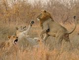 Leeu / Lion