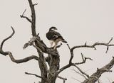 Grootjagarend / African Hawk Eagle