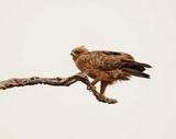 Bruinarend / Wahlbergs Eagle